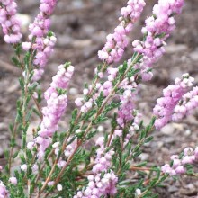 Calluna vulgaris 'Schuring's Sensation'