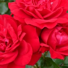 Rosa hybr. 'Nina Weibull'