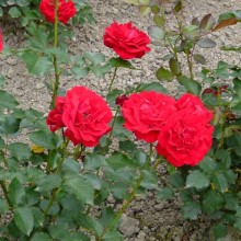 Rosa hybr. 'Nina Weibull'