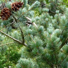 Pinus parviflora 'Nisbeth'