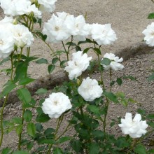 Rosa hybr. 'Schneewittchen'