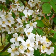 Rosa multiflora