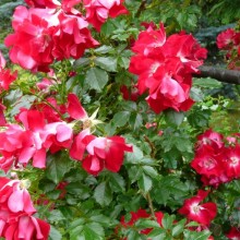 Rosa x kordesii 'Dortmund'