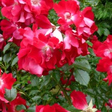 Rosa x kordesii 'Dortmund'