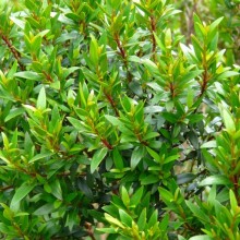 Myrtus communis