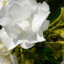 Nerium oleander 'Mont Blanc'
