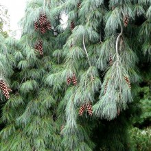 Pinus strobus x monticola 'Pendula'