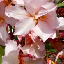 Nerium oleander 'Ville de Carpentras'