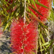 Callistemon viminalis