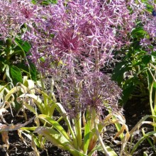 Allium christophii
