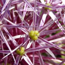 Allium christophii