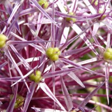 Allium christophii