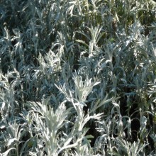 Artemisia ludoviciana 'Silver King'