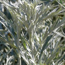 Artemisia ludoviciana 'Silver King'