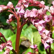 Bergenia hybr. 'Glockenturm'