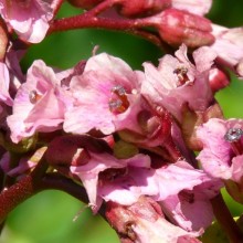 Bergenia hybr. 'Glockenturm'