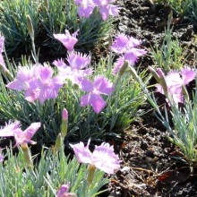 Dianthus gratianopolitanus 'Theresa'