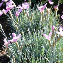 Dianthus gratianopolitanus 'Theresa'