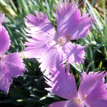 Dianthus gratianopolitanus 'Theresa'