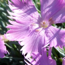 Dianthus gratianopolitanus 'Theresa'
