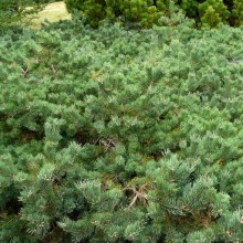Pinus sylvestris 'Albyns'