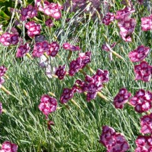 Dianthus gratianopolitanus 'Alena'