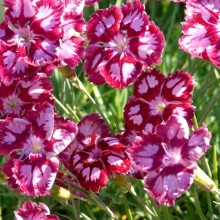 Dianthus gratianopolitanus 'Alena'