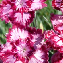 Dianthus gratianopolitanus 'Alena'