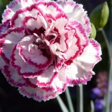 Dianthus hybr. 'Gran's Favourite'