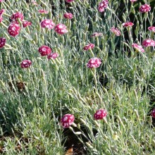 Dianthus hybr. 'Sops-in-Wine'