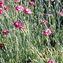 Dianthus hybr. 'Sops-in-Wine'