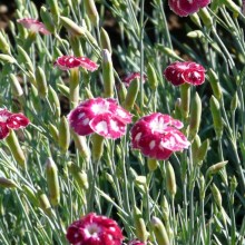 Dianthus hybr. 'Sops-in-Wine'