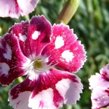 Dianthus hybr. 'Sops-in-Wine'