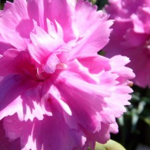 Dianthus hybr. 'Tickled Pink'