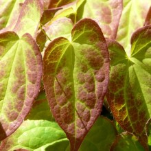 Epimedium x rubrum