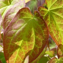 Epimedium x rubrum