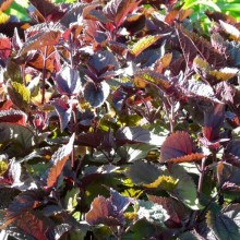 Eupatorium rugosum 'Chocolate'