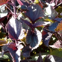 Eupatorium rugosum 'Chocolate'