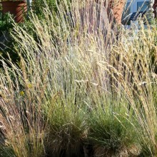 Festuca alpina