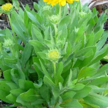 Gaillardia hybr. 'Mesa Yellow'