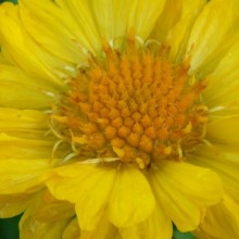 Gaillardia hybr. 'Mesa Yellow'