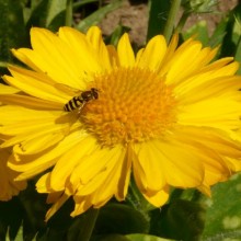 Gaillardia hybr. 'Mesa Yellow'
