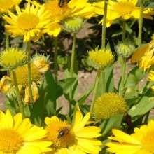 Gaillardia hybr. 'Mesa Yellow'