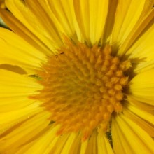 Gaillardia hybr. 'Mesa Yellow'