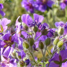 Geranium x magnificum