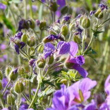 Geranium x magnificum