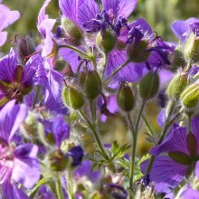 Geranium x magnificum