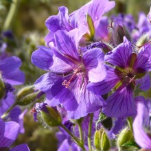 Geranium x magnificum