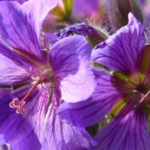 Geranium x magnificum