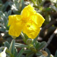 Helianthemum nummularium 'Praecox'